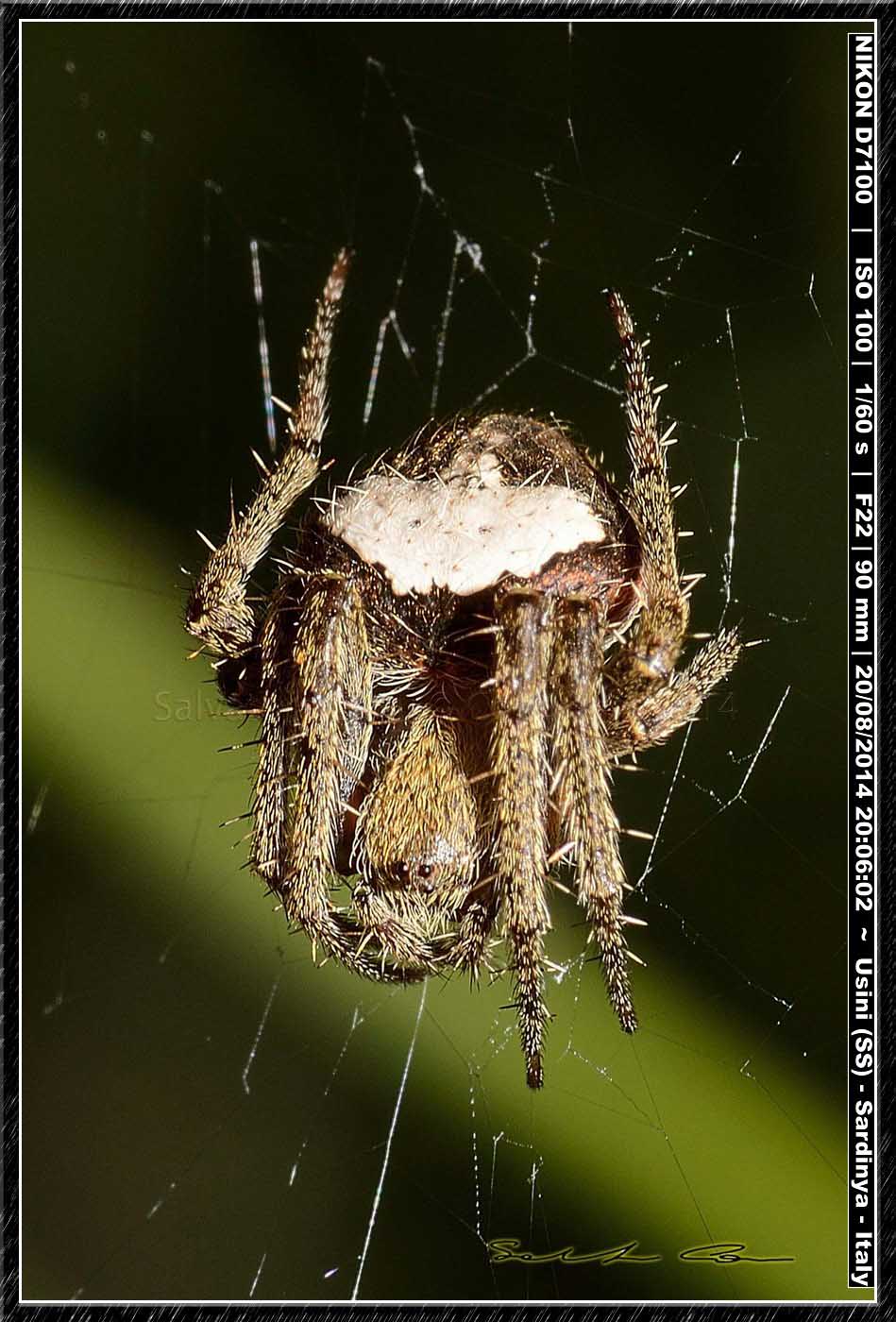 Nuctenea subfusca - Rio Mannu, Usini (SS)